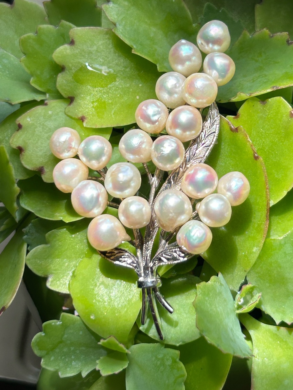 Vintage sterling silver Japan Mikimoto style 21 akoya Cultured Pearls Brooch pin